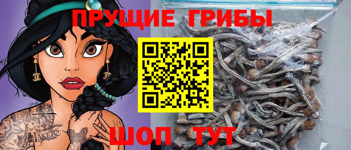 Псилоцибиновые грибы Psilocybine cubensis Бор